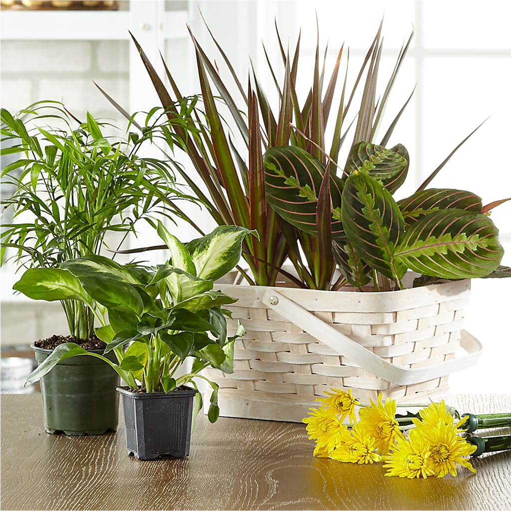 Florist Designed Blooming and Green Plants in a Basket – A Flower Matters, Dallas TX
