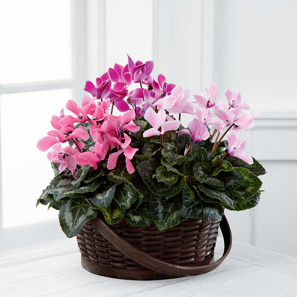 Mixed Cyclamen Planter – A Flower Matters, Dallas TX