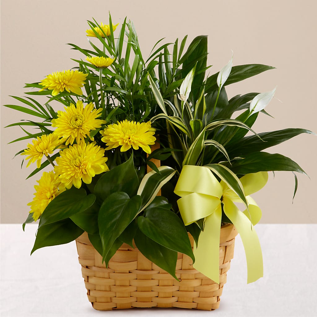 Loving Light Dishgarden – A Flower Matters, Dallas TX