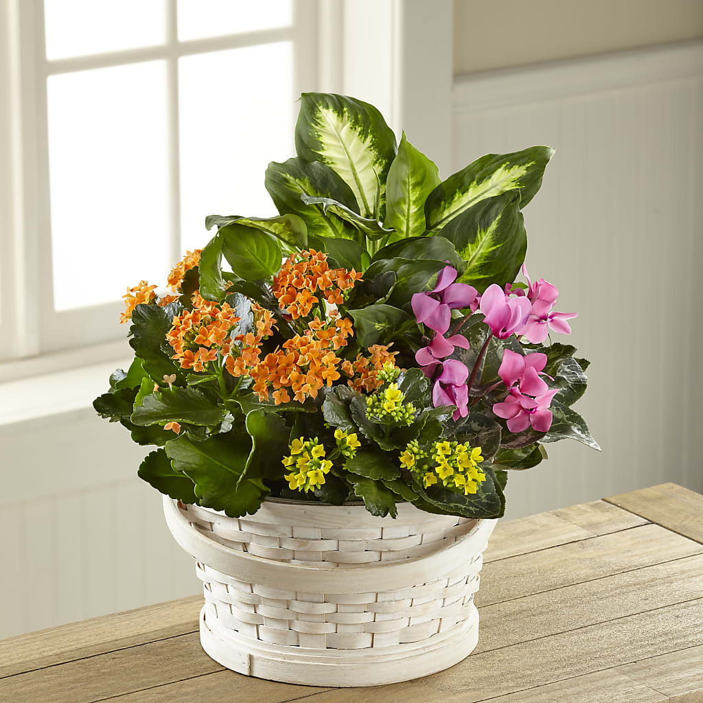 Color Crush Dishgarden – A Flower Matters, Dallas TX