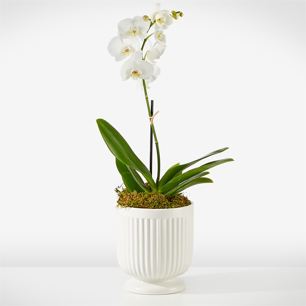 Whispering White Orchid – A Flower Matters, Dallas TX