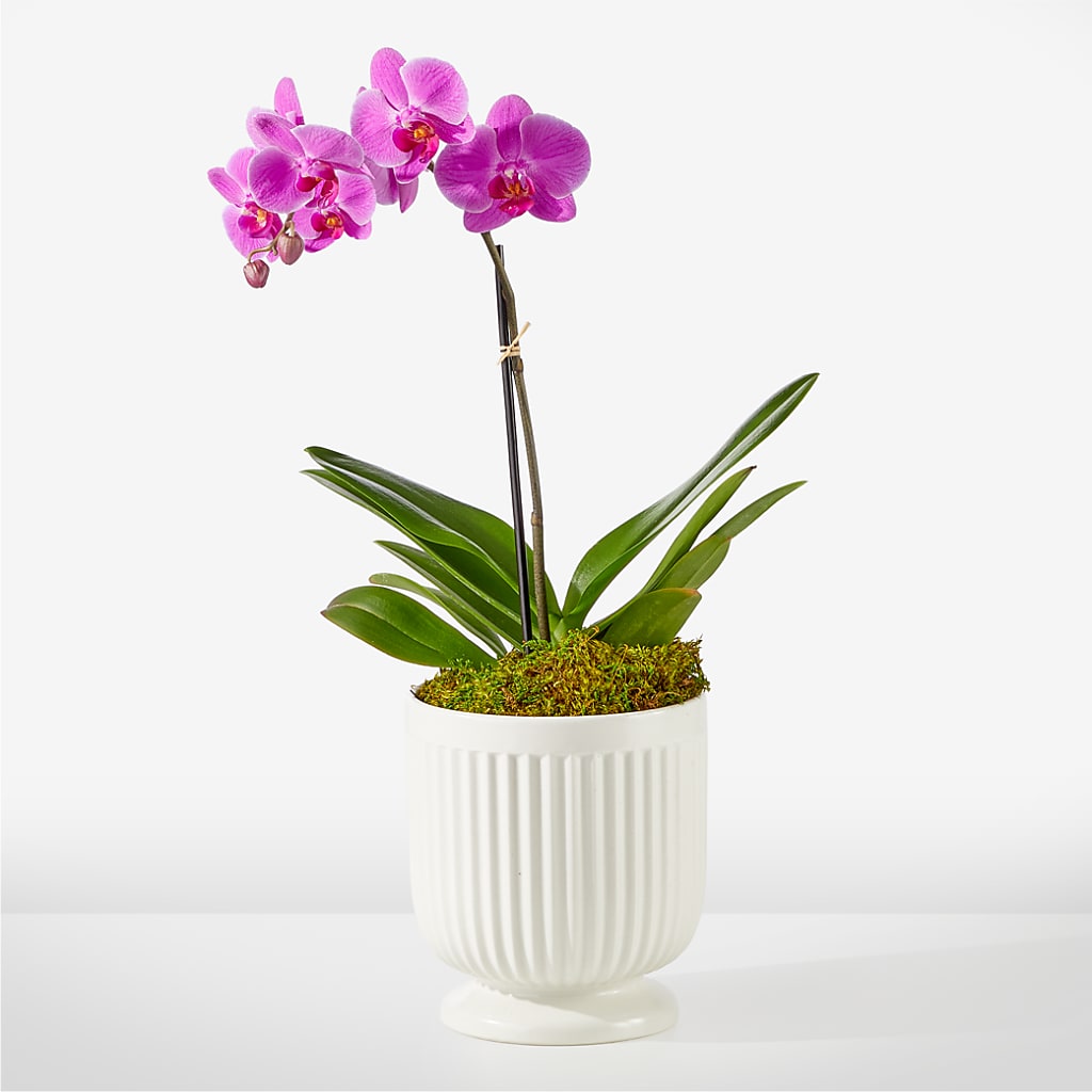 Friendly Fuchsia Orchid – A Flower Matters, Dallas TX