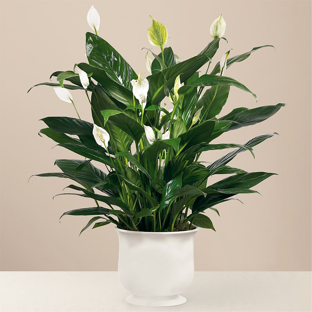 Comfort Planter – A Flower Matters, Dallas TX