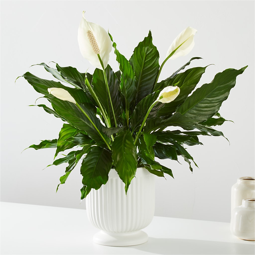 Comfort Planter – A Flower Matters, Dallas TX