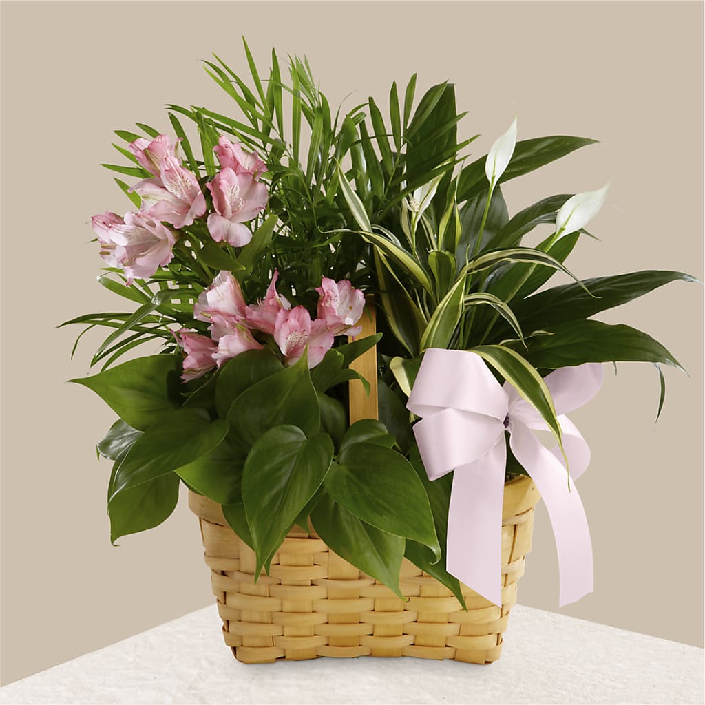 Living Spirit Dishgarden – A Flower Matters, Dallas TX