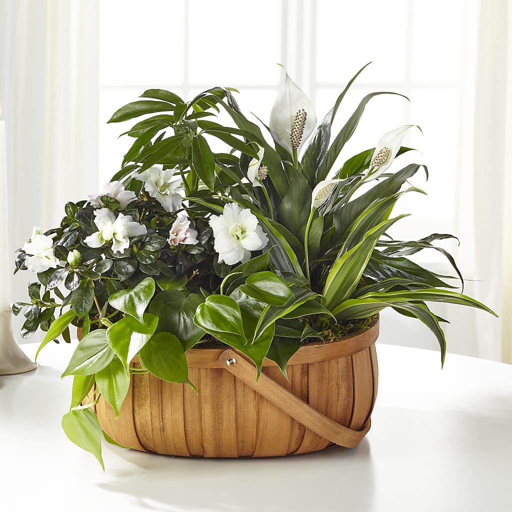 Serene Dishgarden – A Flower Matters, Dallas TX