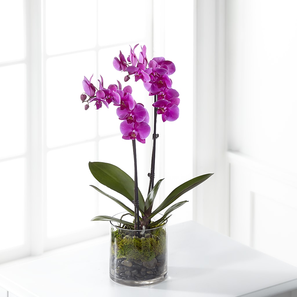 Pink Orchid Plant – A Flower Matters, Dallas TX