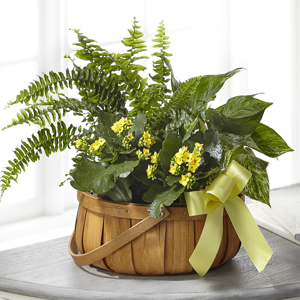 Always Dear Dishgarden – A Flower Matters, Dallas TX