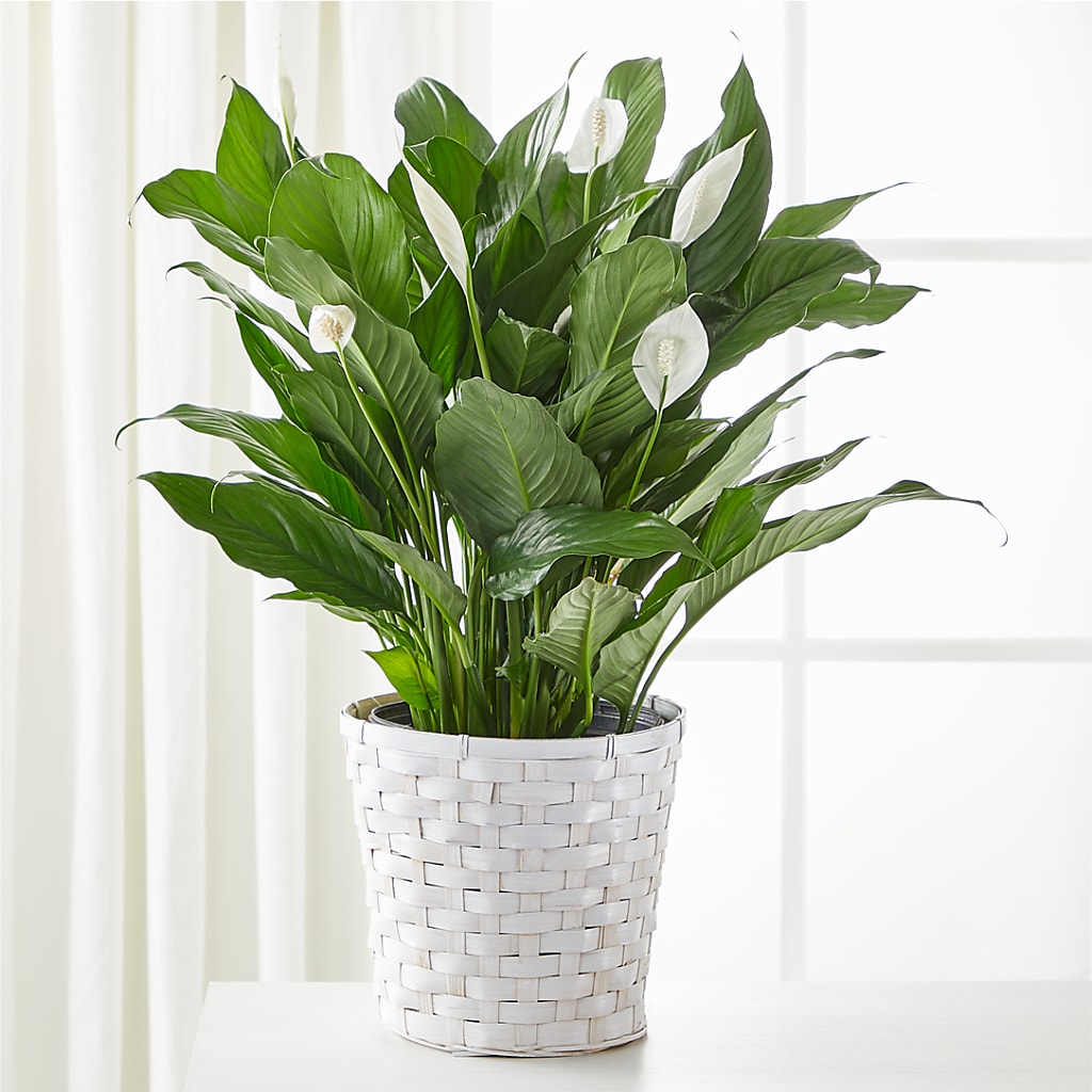 A New Leaf Peace Lily – A Flower Matters, Dallas TX