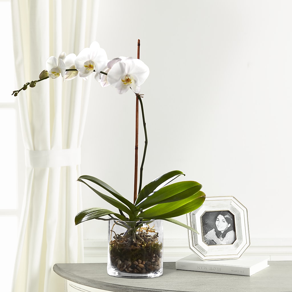 White Orchid Planter – A Flower Matters, Dallas TX