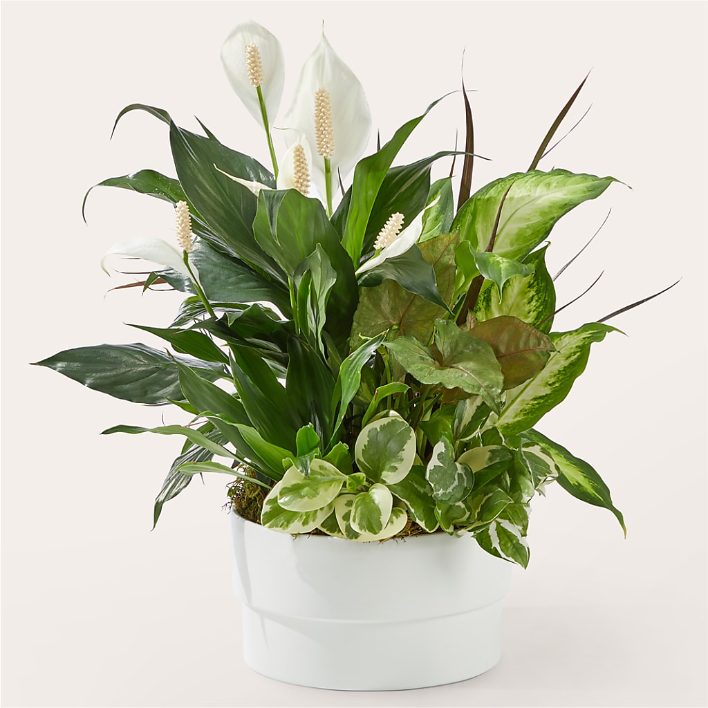 Radiating Positivity Dishgarden – A Flower Matters, Dallas TX