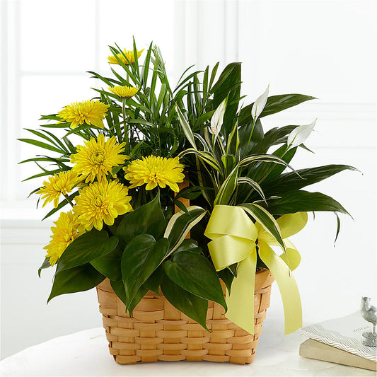 Loving Light Dishgarden –  A Flower Matters, Dallas TX