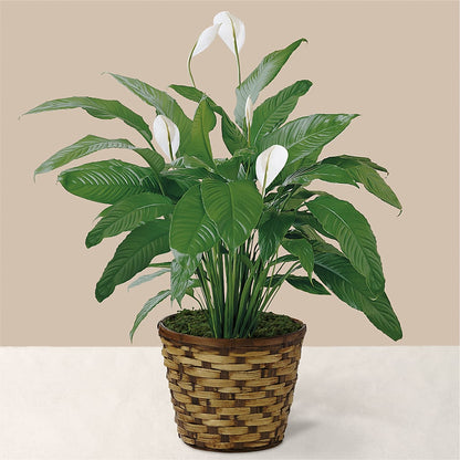 Tranquil Moments Peace Lily Plant –  A Flower Matters, Dallas TX