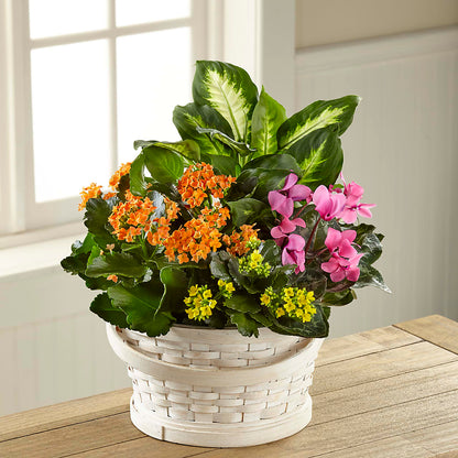 Color Crush Dishgarden –  A Flower Matters, Dallas TX