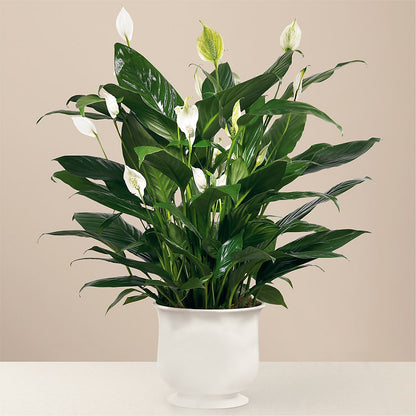 Comfort Planter –  A Flower Matters, Dallas TX