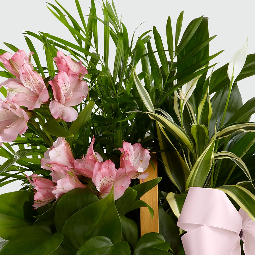 Living Spirit Dishgarden –  A Flower Matters, Dallas TX