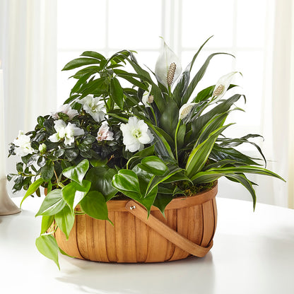 Serene Dishgarden –  A Flower Matters, Dallas TX