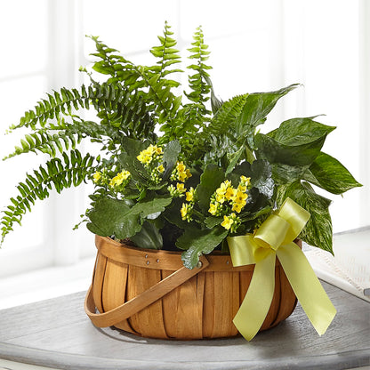 Always Dear Dishgarden –  A Flower Matters, Dallas TX