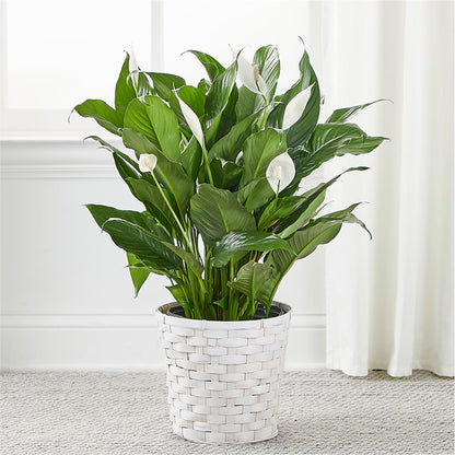 A New Leaf Peace Lily –  A Flower Matters, Dallas TX