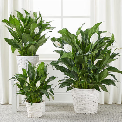 A New Leaf Peace Lily –  A Flower Matters, Dallas TX