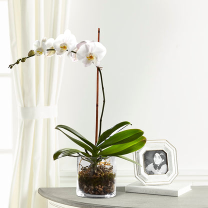 White Orchid Planter –  A Flower Matters, Dallas TX