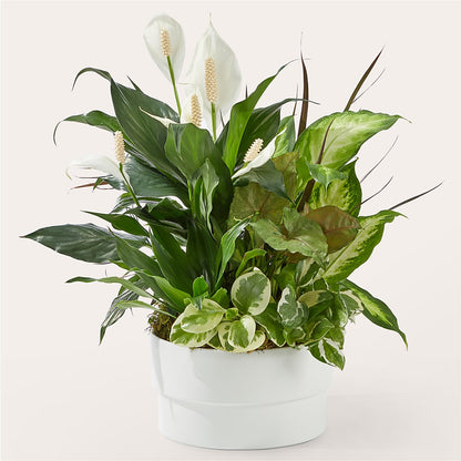 Radiating Positivity Dishgarden –  A Flower Matters, Dallas TX